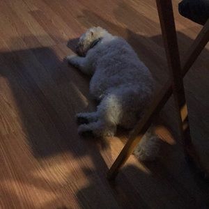 Meet your Posher, Bob